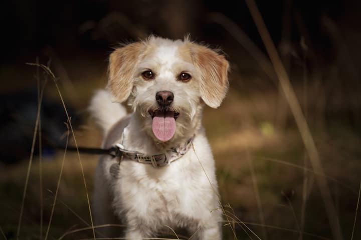 Pet photography example 1