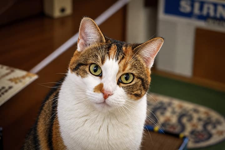 Pet photography example 2