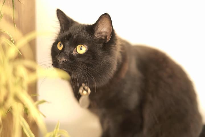Pet photography example 3