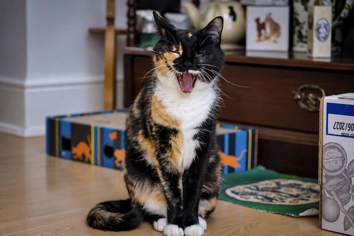 Pet photography example 4