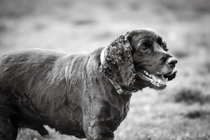 Pet photography example 5